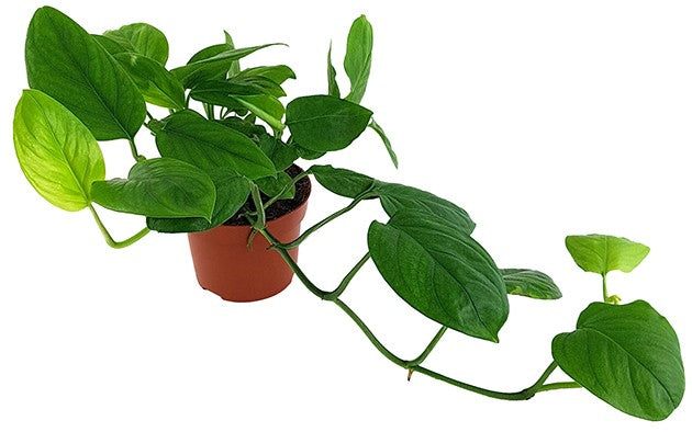 Monstera "Friedrichsthalii" - grünes Fensterblatt