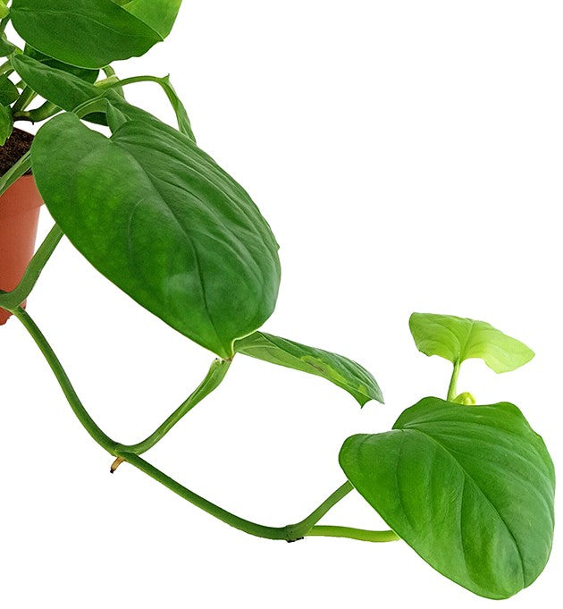 Monstera "Friedrichsthalii" - grünes Fensterblatt