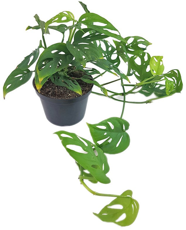 Monstera adansonii "long" - schiefes Fensterblatt
