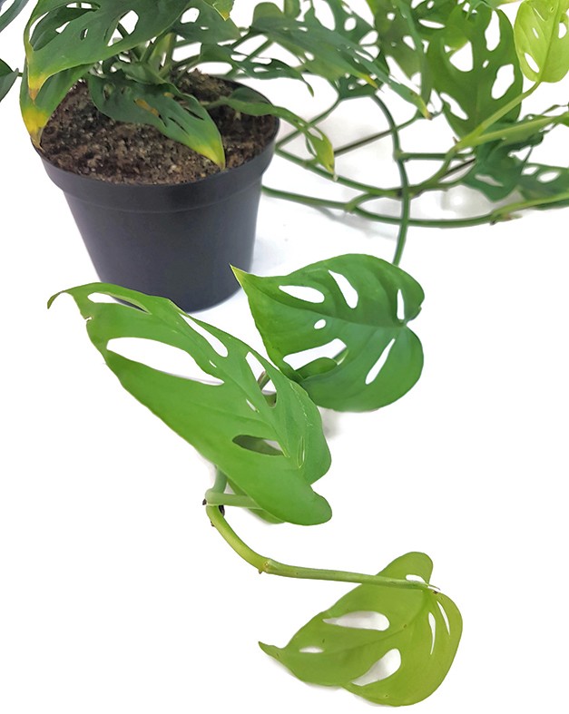 Monstera adansonii "long" - schiefes Fensterblatt