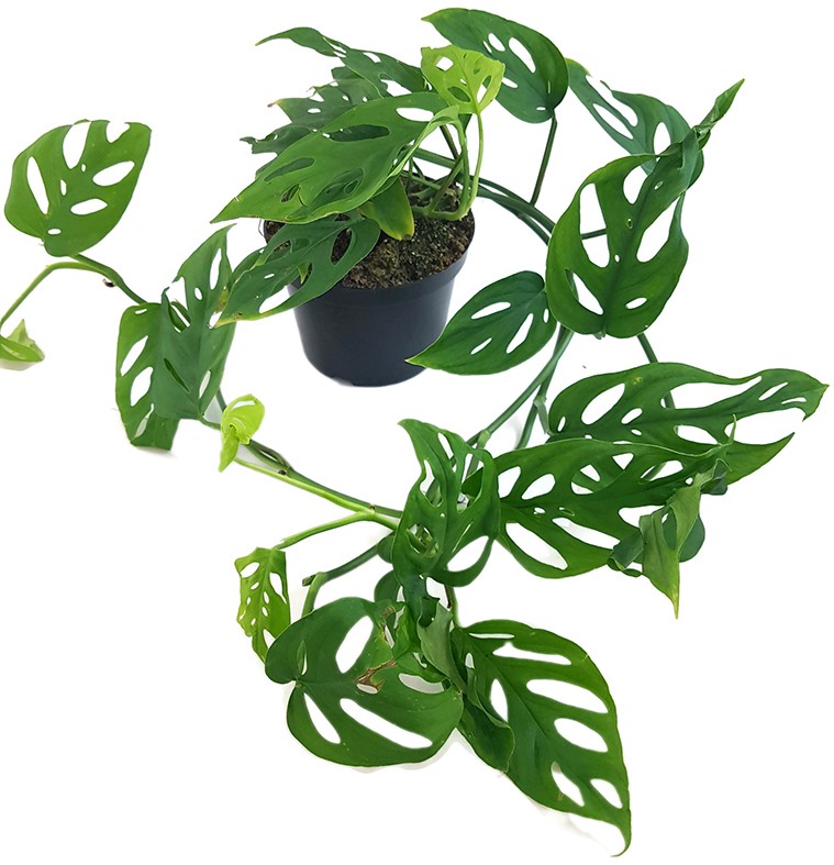 Monstera adansonii "long" - schiefes Fensterblatt