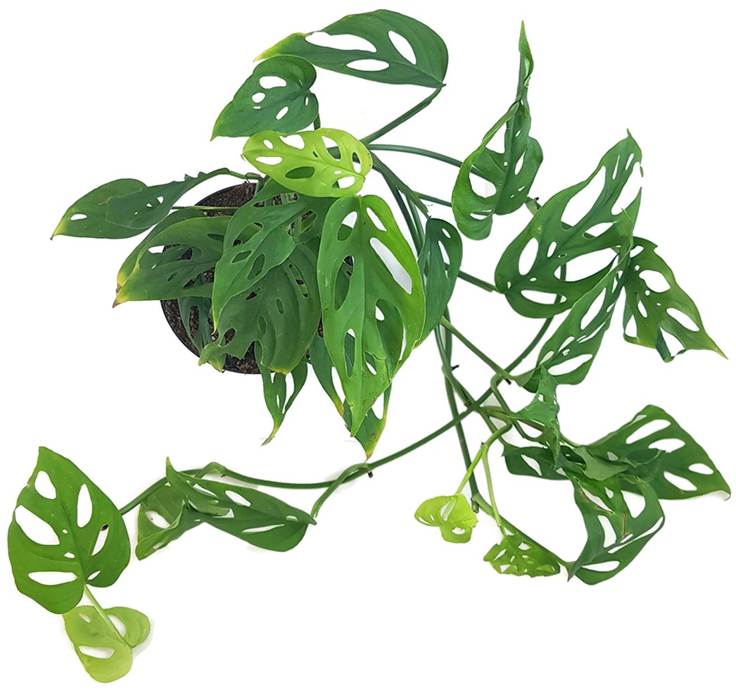 Monstera adansonii "long" - schiefes Fensterblatt