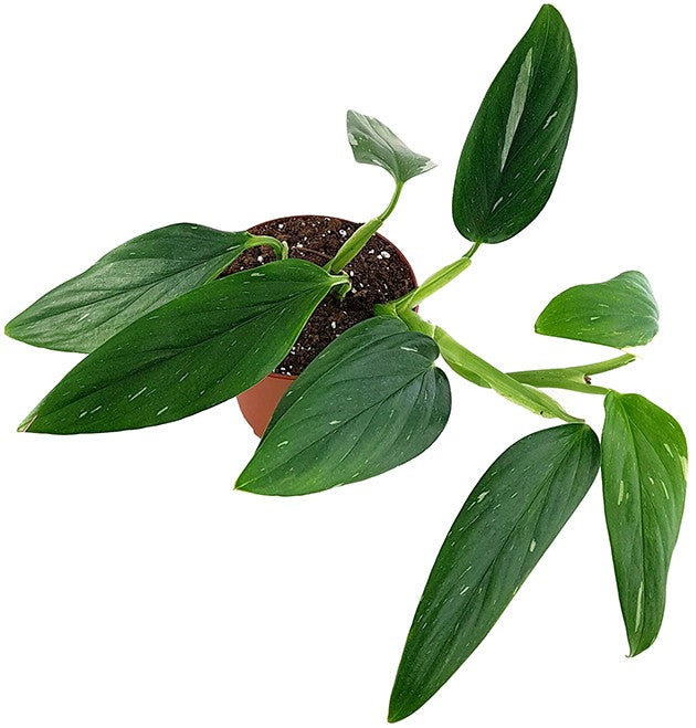 Monstera Standleyana "Albo Variegata" - panaschiertes Fensterblatt