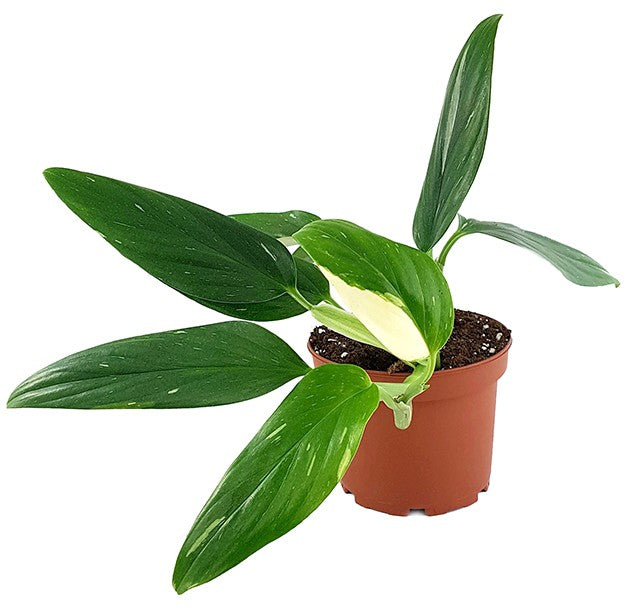 Monstera Standleyana "Albo Variegata" - panaschiertes Fensterblatt