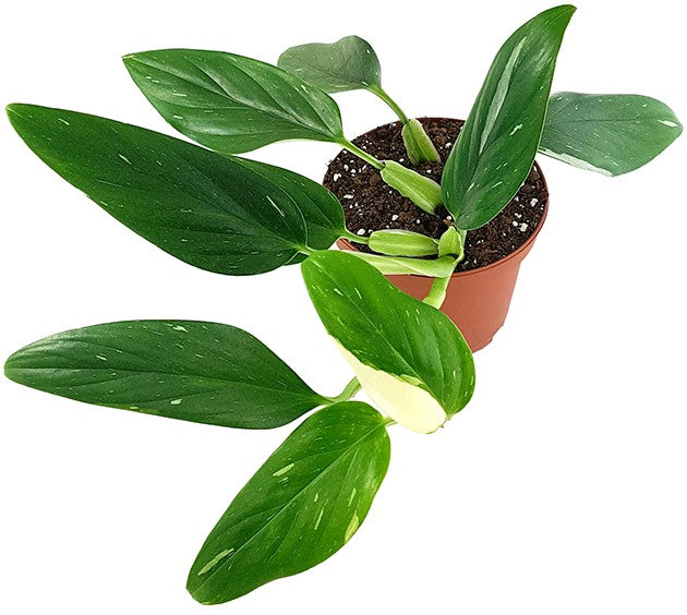 Monstera Standleyana "Albo Variegata" - panaschiertes Fensterblatt