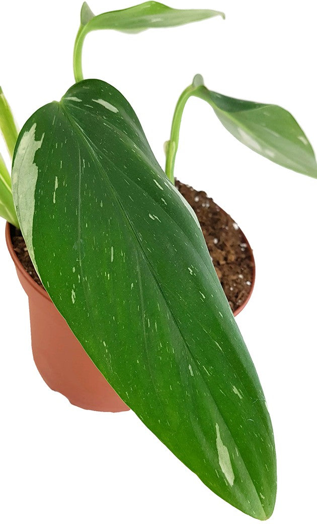 Monstera Standleyana "Albo Variegata" - panaschiertes Fensterblatt