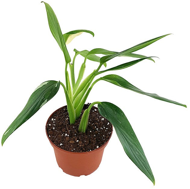 Monstera Standleyana "Albo Variegata" - panaschiertes Fensterblatt