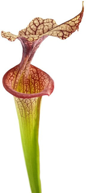 Sarracenia Moorei X "Adrian Slack" MKH113