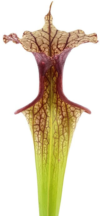 Sarracenia Moorei X "Adrian Slack" MKH113