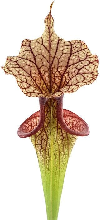 Sarracenia Moorei X "Adrian Slack" MKH113