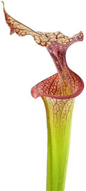 Sarracenia Moorei X "Adrian Slack" MKH113