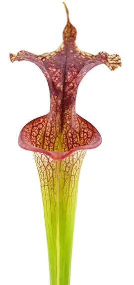 Sarracenia Moorei X "Adrian Slack" MKH113