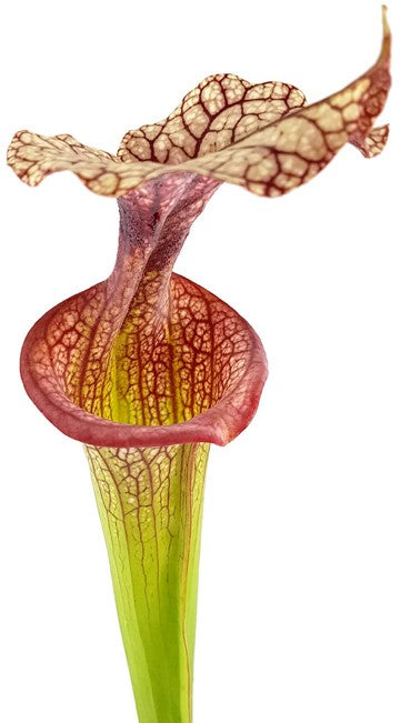 Sarracenia Moorei X "Adrian Slack" MKH113