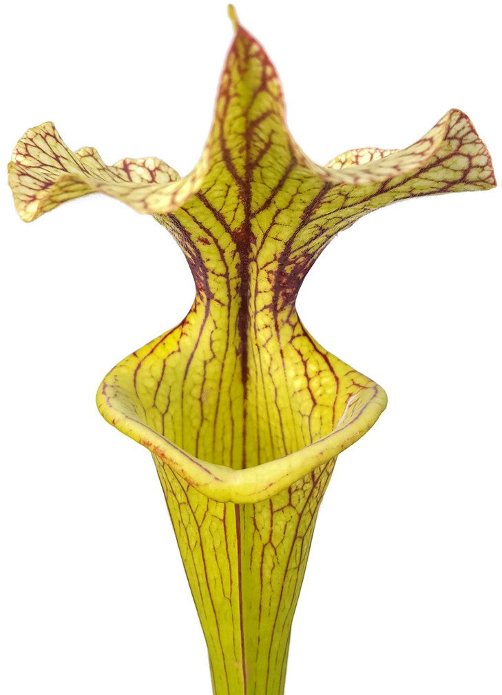 Sarracenia X Moorei "Black Veins"