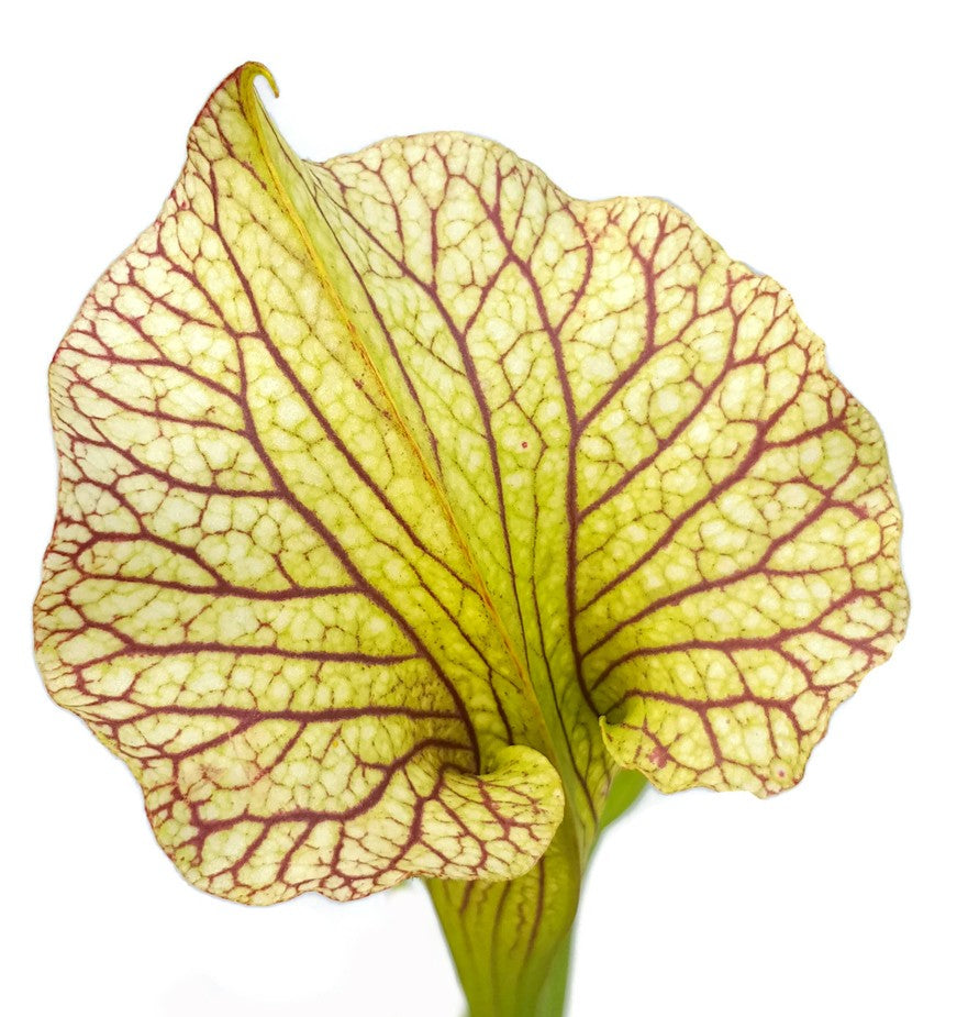 Sarracenia X Moorei "Black Veins"