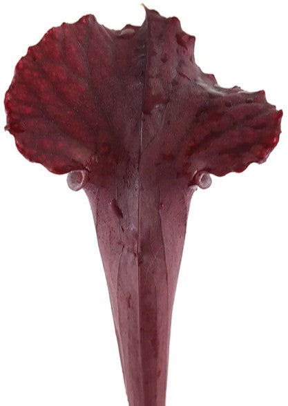 Sarracenia Moorei "Dark Red"