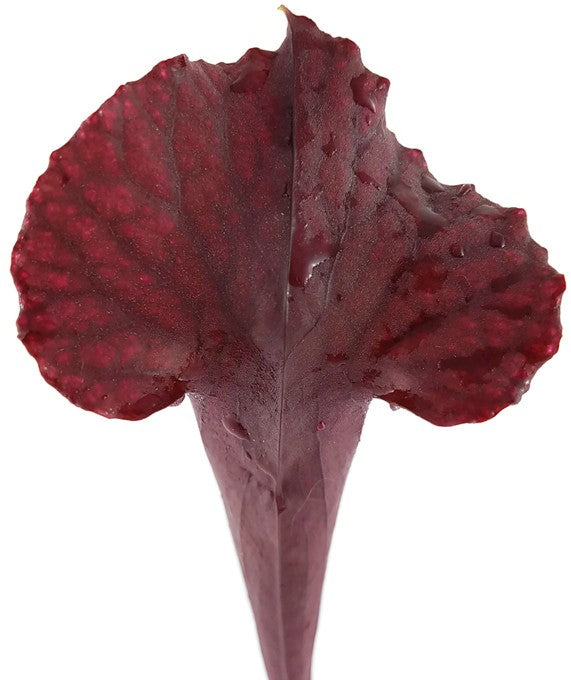 Sarracenia Moorei "Dark Red"