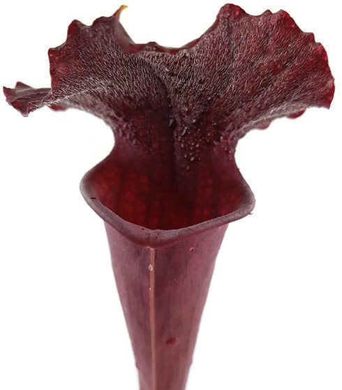 Sarracenia Moorei "Dark Red"