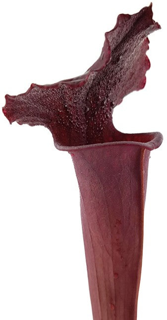 Sarracenia Moorei "Dark Red"