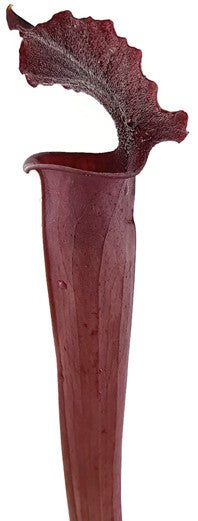 Sarracenia Moorei "Dark Red"