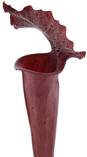 Sarracenia Moorei "Dark Red"