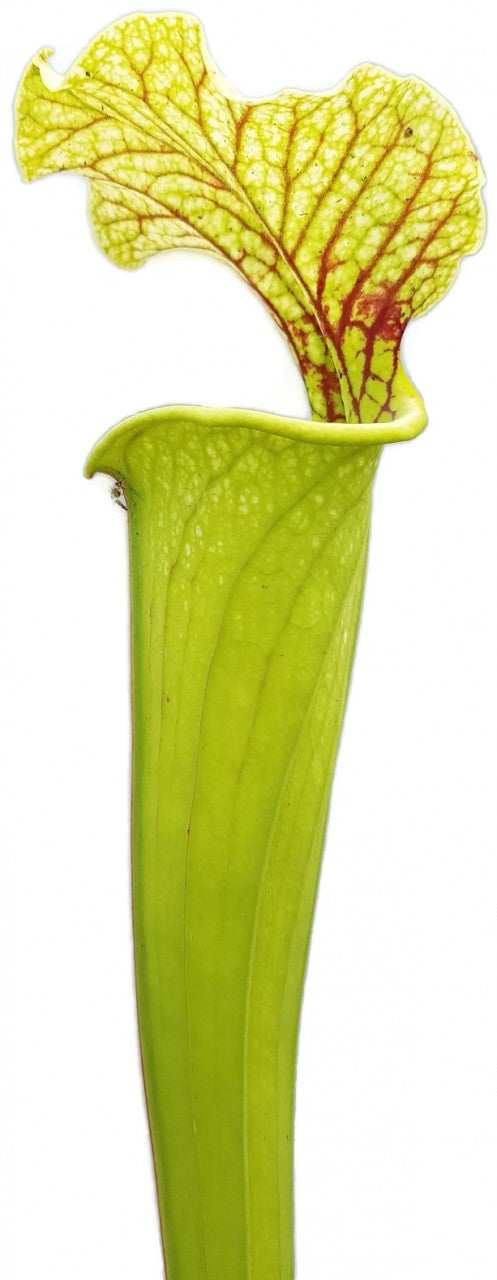 Sarracenia X Moorei "Green & White"