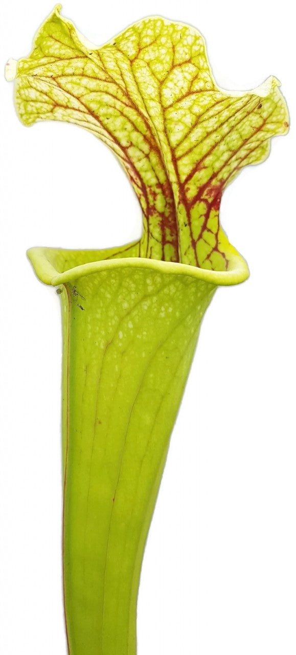 Sarracenia X Moorei "Green & White"