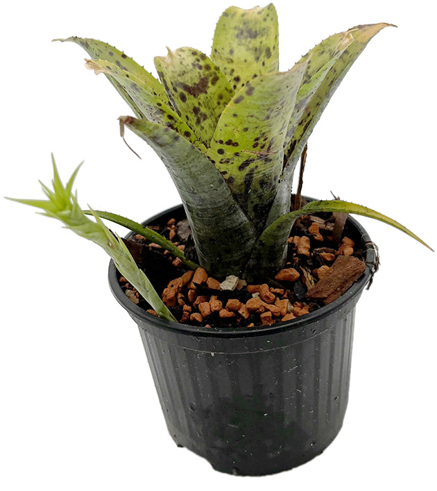 Neoregelia pauciflora - exotische Bromelie