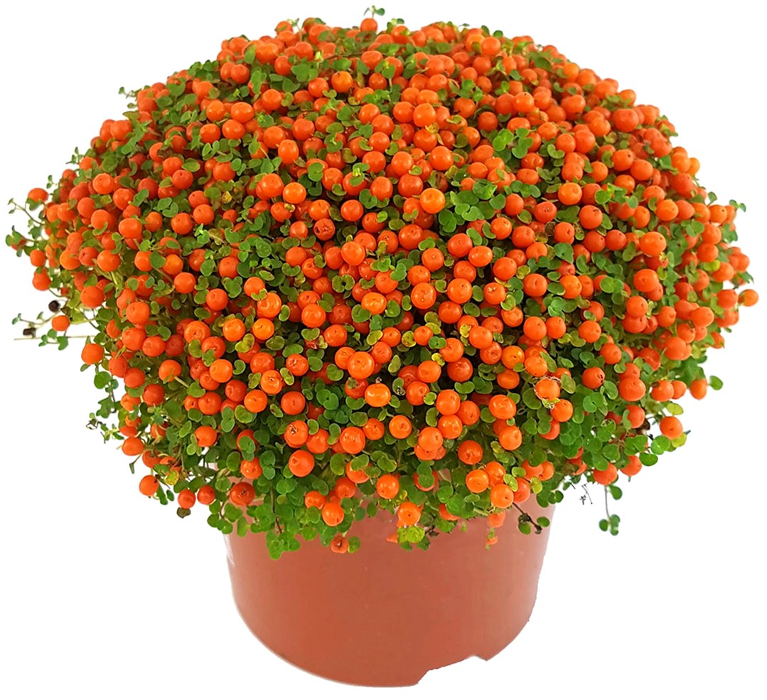 Nertera granadensis "Astrid" - Korallenbeere