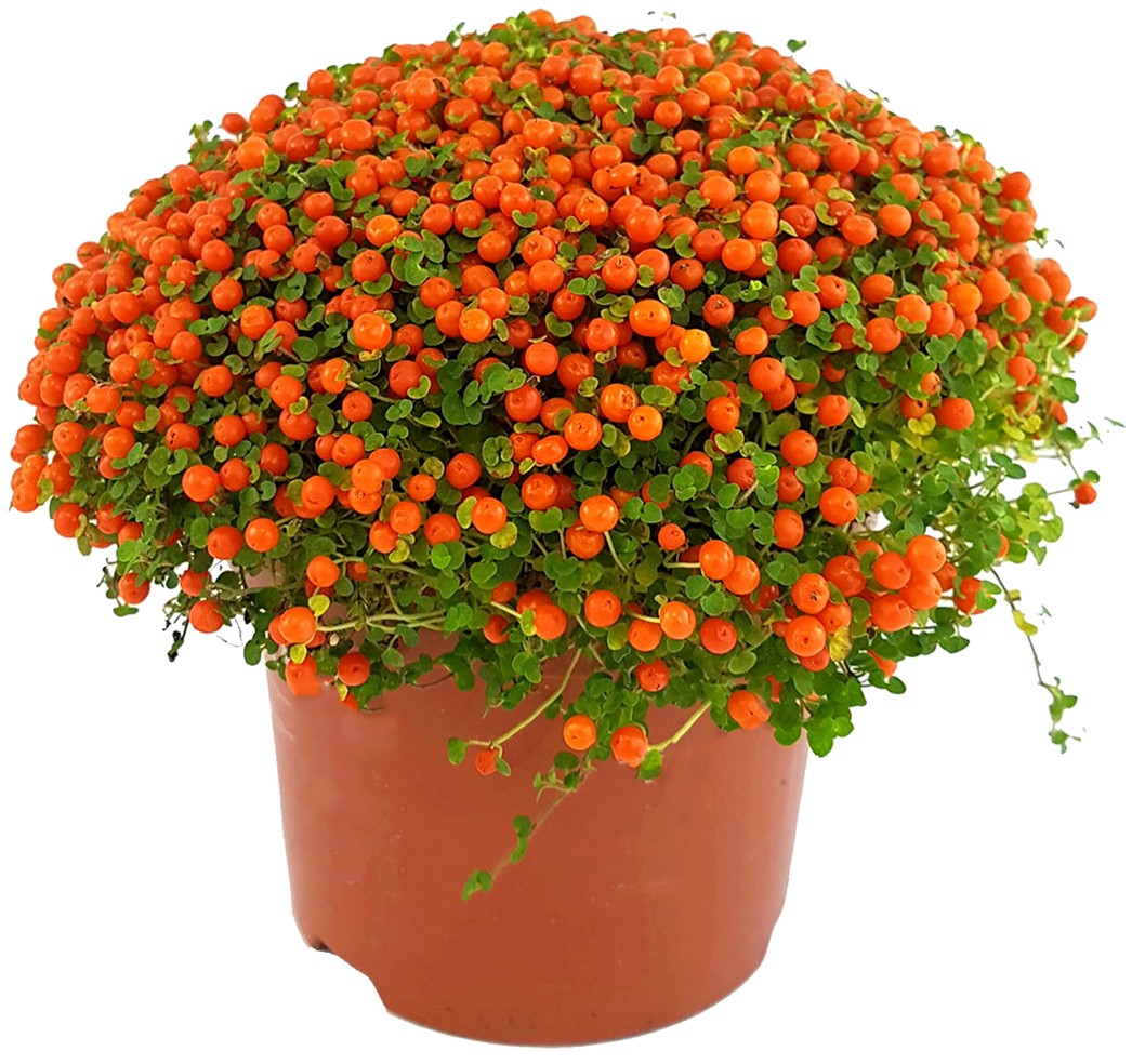 Nertera granadensis "Astrid" - Korallenbeere