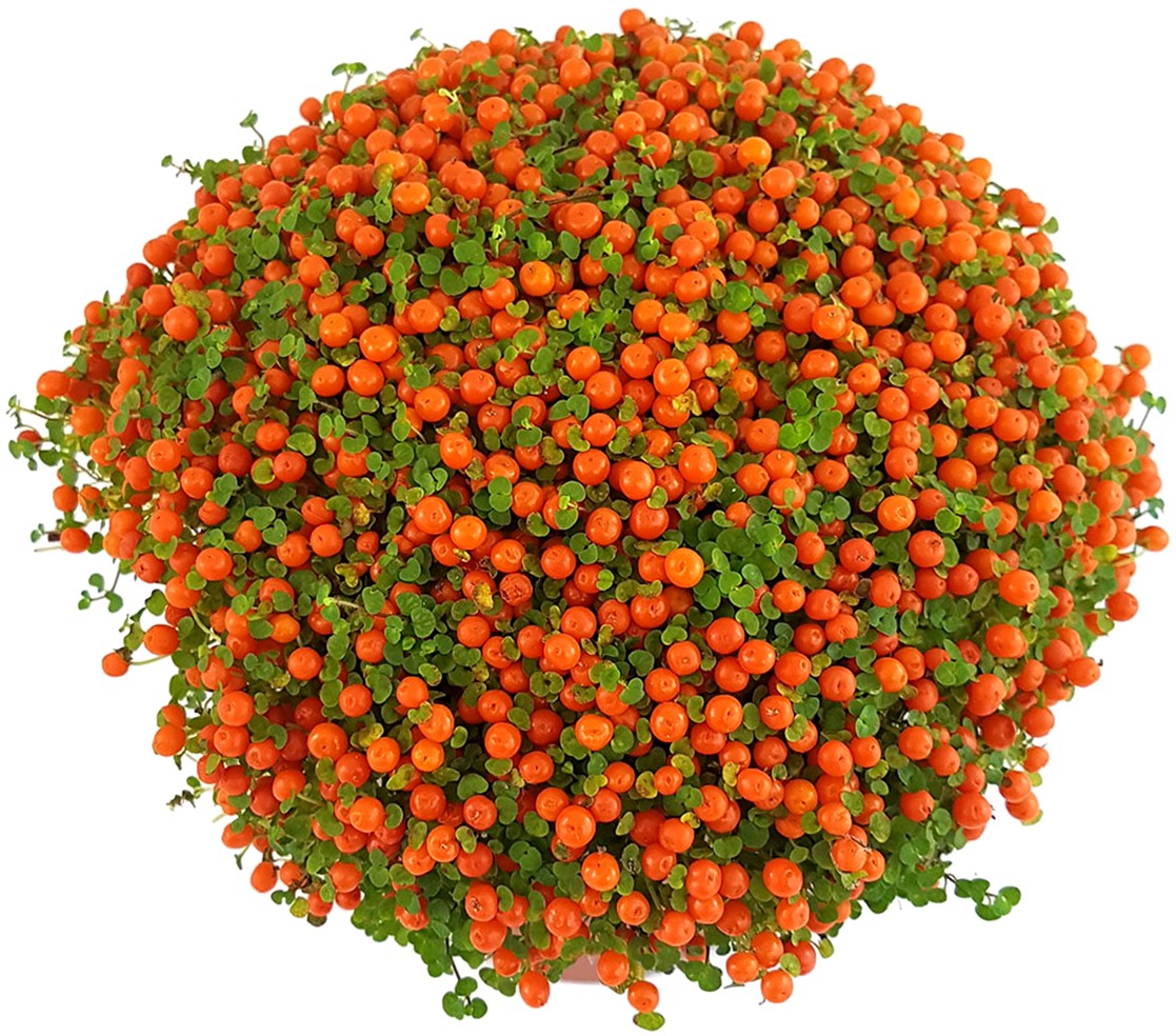 Nertera granadensis "Astrid" - Korallenbeere