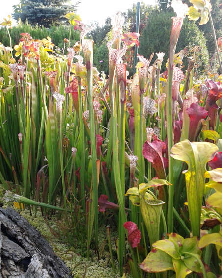 Sarracenia-Set "Nimmersatt"