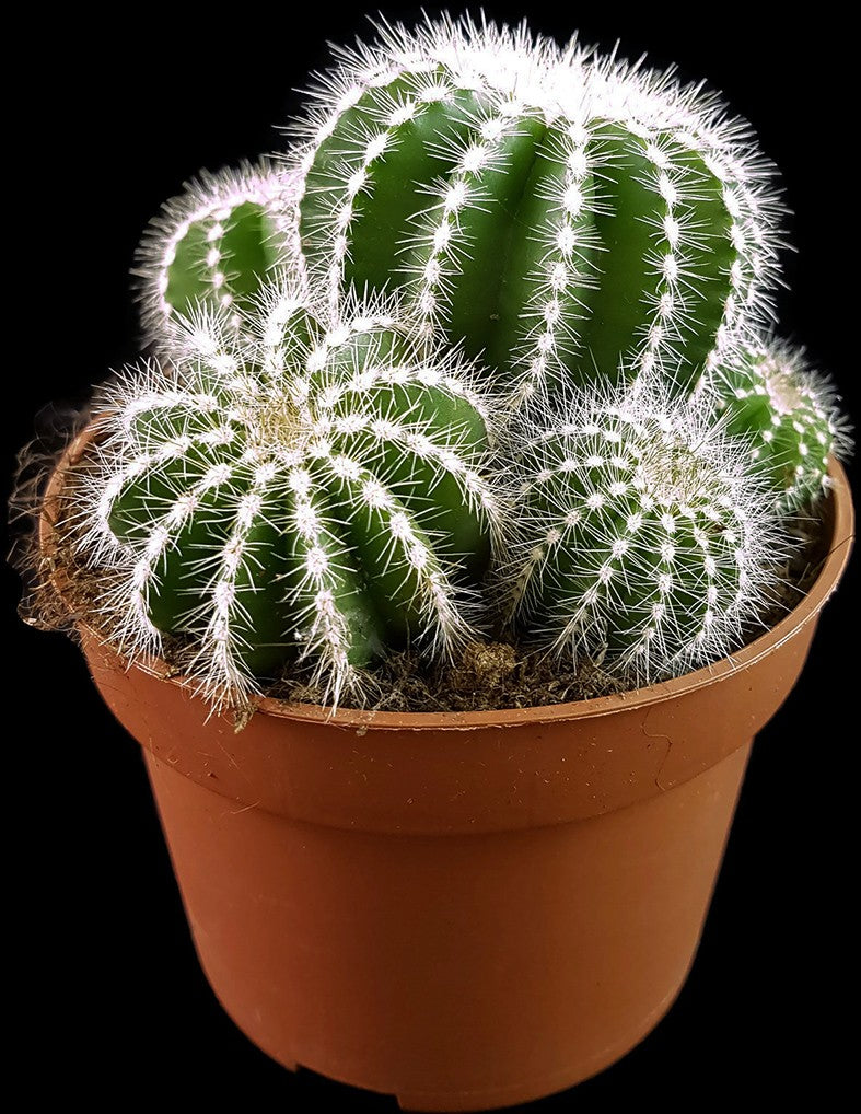 Notocactus magnificus (Parodia) - Sukkulente