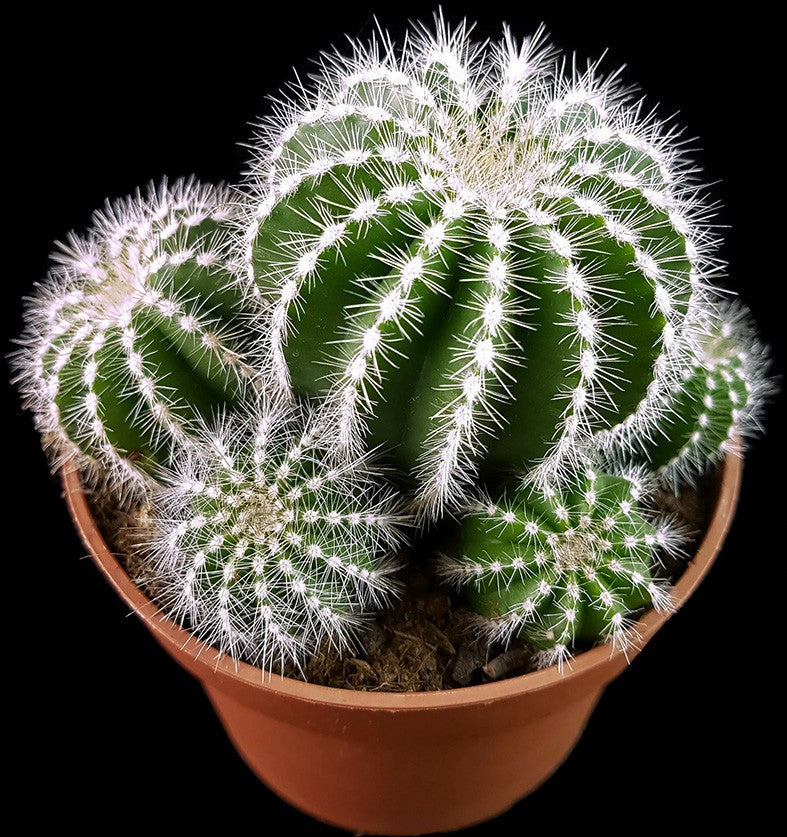 Notocactus magnificus (Parodia) - Sukkulente