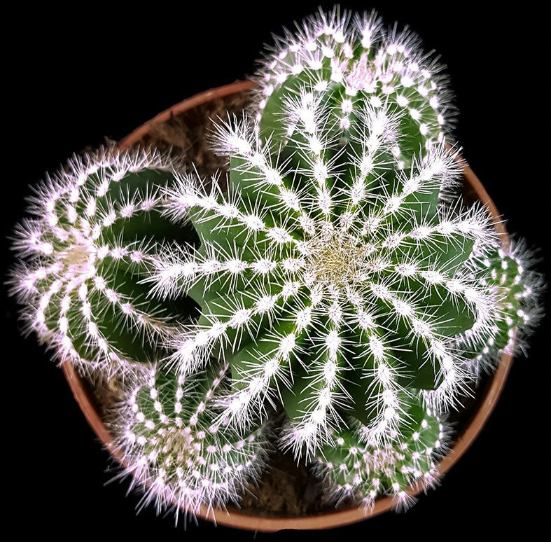 Notocactus magnificus (Parodia) - Sukkulente