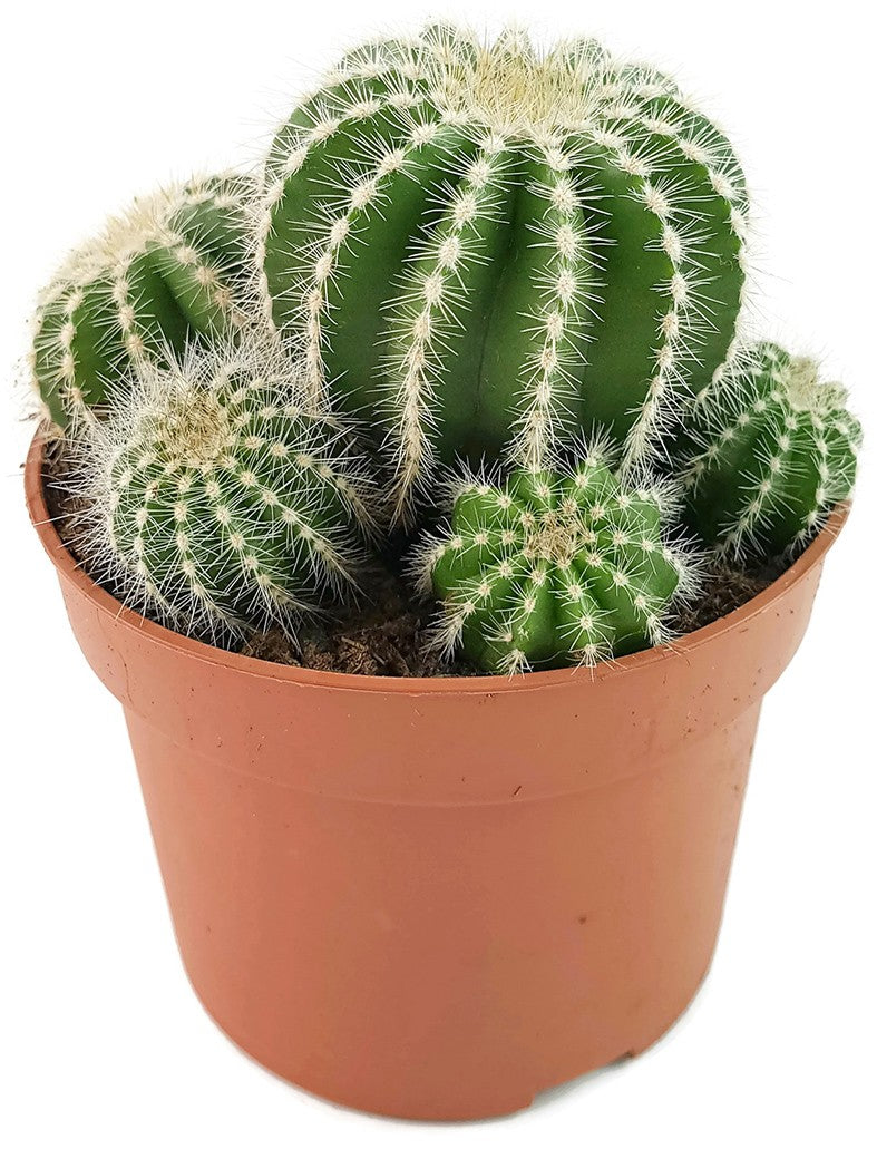 Notocactus magnificus (Parodia) - Sukkulente