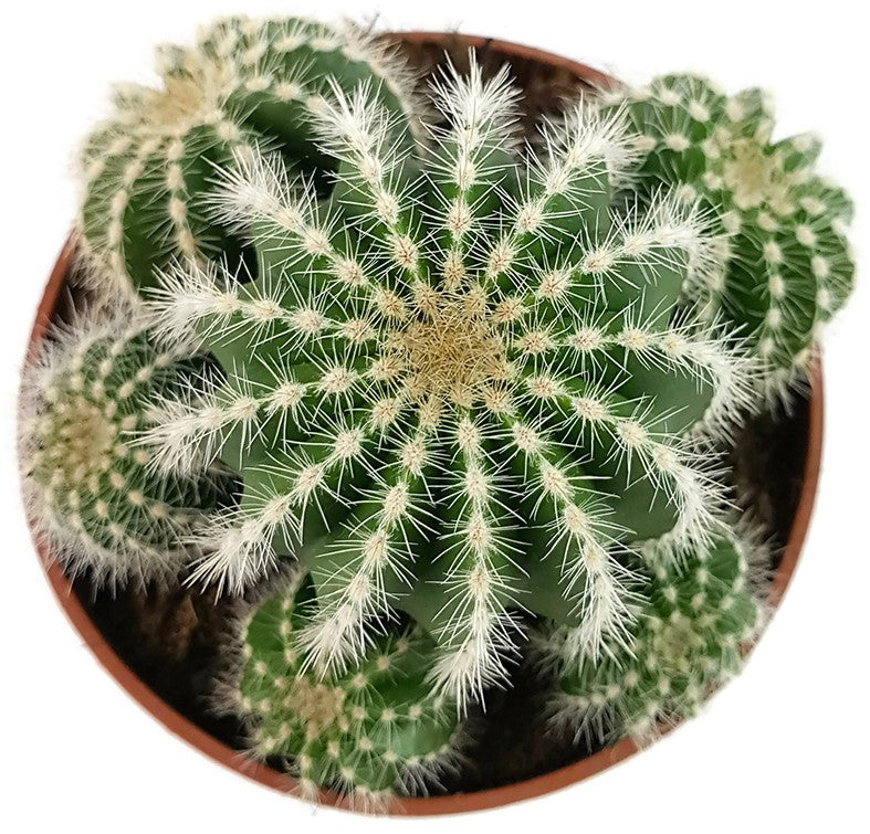 Notocactus magnificus (Parodia) - Sukkulente