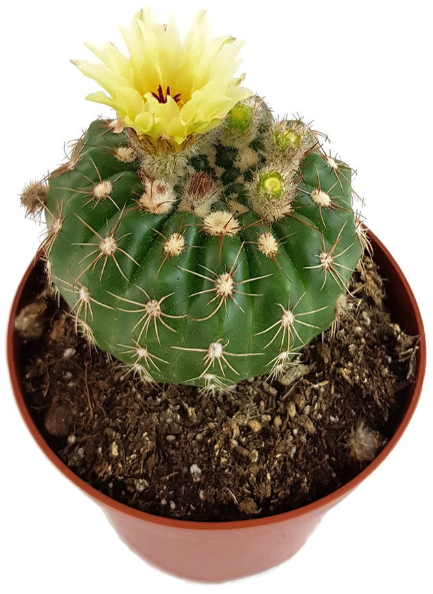 Notocactus uebelmannianus - auffallend schöne Blüten