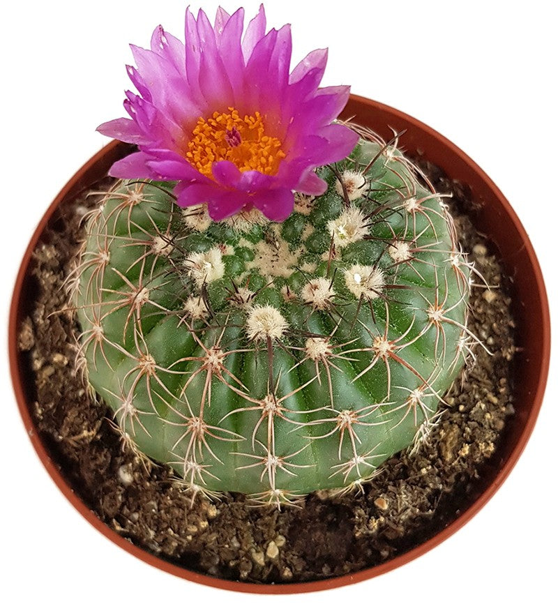 Notocactus uebelmannianus - auffallend schöne Blüten