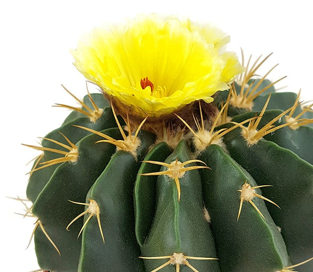 Notocactus erinaceus (Parodia) - exotischer Kaktus