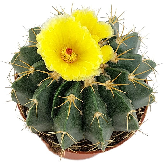Notocactus erinaceus (Parodia) - exotischer Kaktus