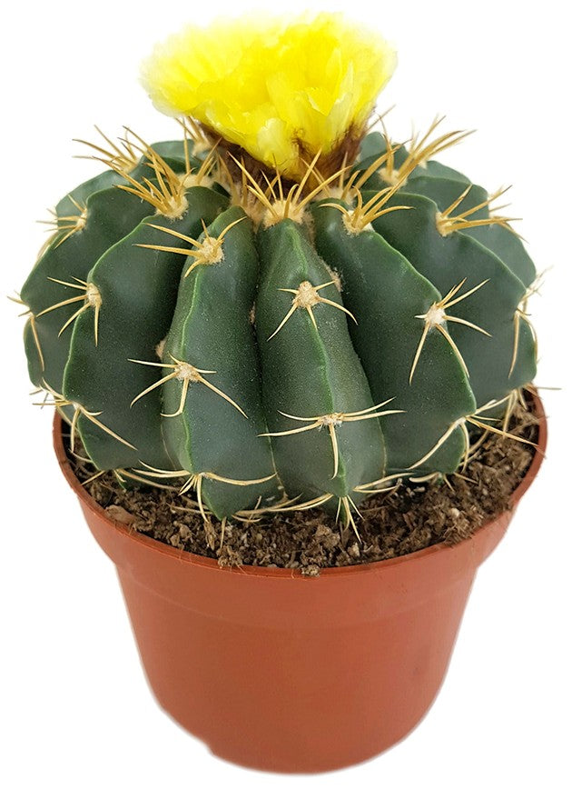 Notocactus erinaceus (Parodia) - exotischer Kaktus