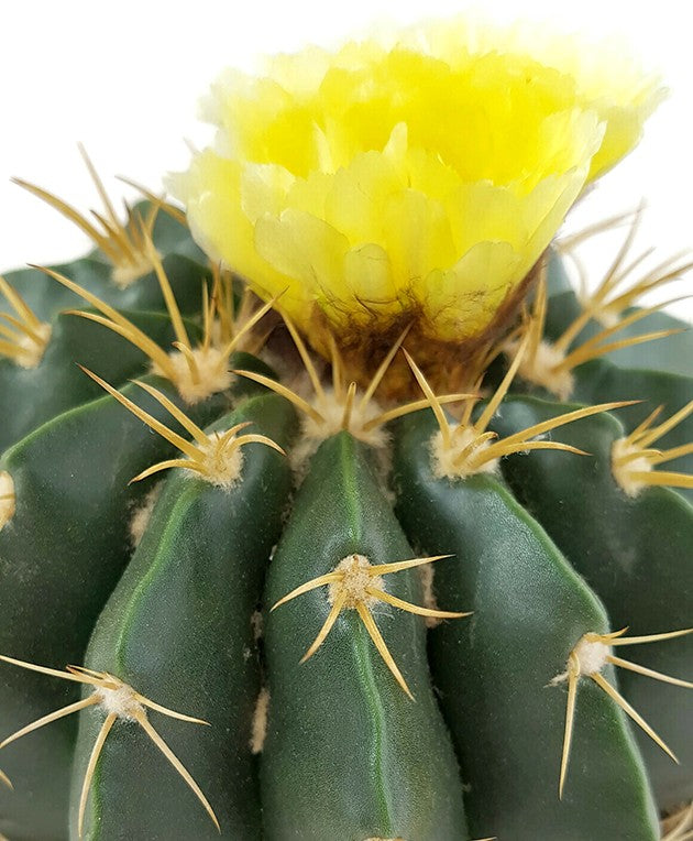 Notocactus erinaceus (Parodia) - exotischer Kaktus