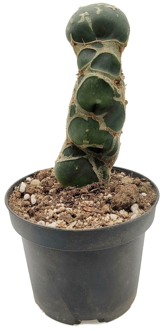 Opuntia reticulata "Cobra" - exotischer Kaktus