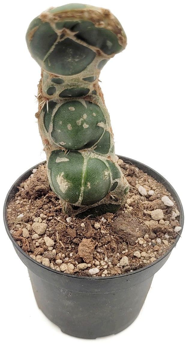 Opuntia reticulata "Cobra" - exotischer Kaktus
