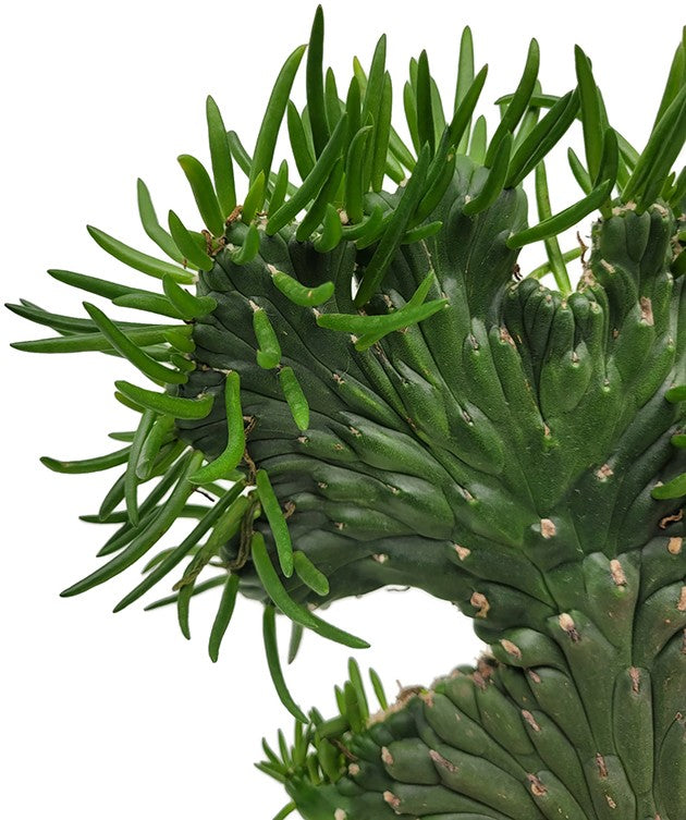 Opuntia subulata "Crestata" - exotischer Kaktus