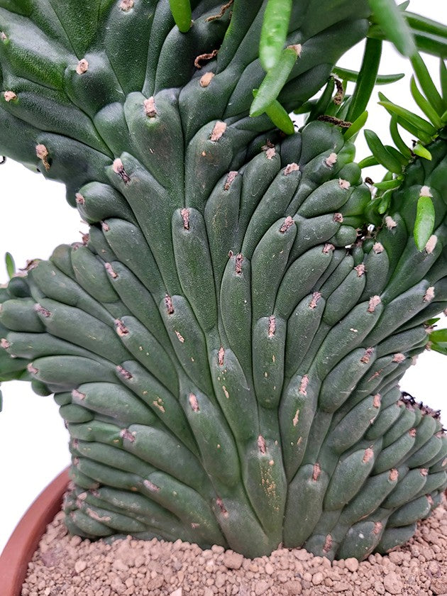 Opuntia subulata "Crestata" - exotischer Kaktus