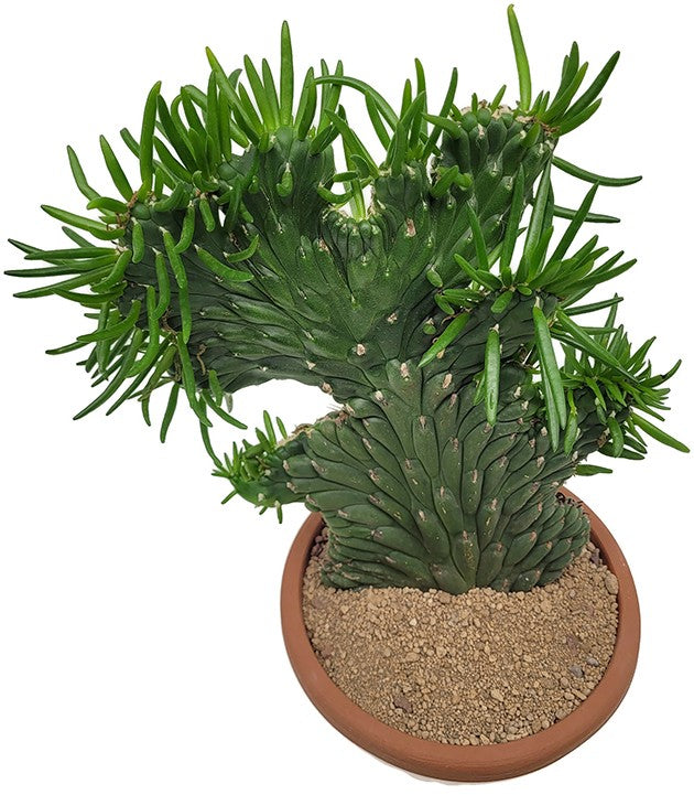 Opuntia subulata "Crestata" - exotischer Kaktus