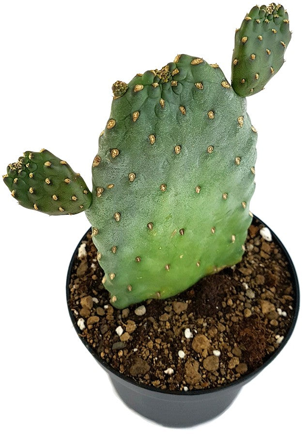 Opuntia consolea "rubescens" - Feigenkaktus