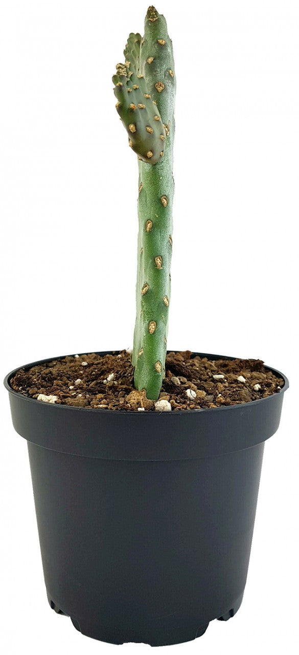 Opuntia consolea "rubescens" - Feigenkaktus